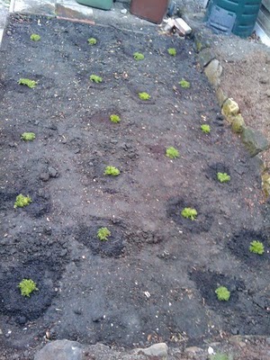 26/04/ 2009 chamomile planted  26/04/ 2009 chamomile planted
